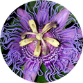 Passion Flower